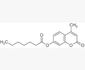 Lipase