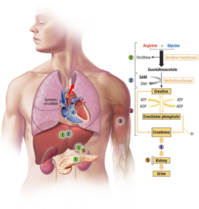 creatinine