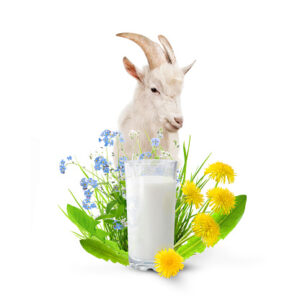 Glass of milk and goat on white background.