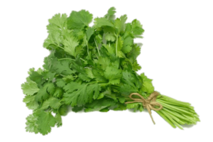 green coriander