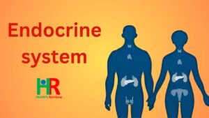 ENdocrine system